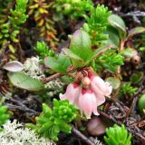 Vaccinium vitis-idaea разновидность minus. Веточка с соцветием в окружении Empetrum hermaphroditum. Кольский п-ов, Восточный Мурман, окр. оз. Ромасъявр, лишайниково-кустарничковая тундра. 14.07.2009.