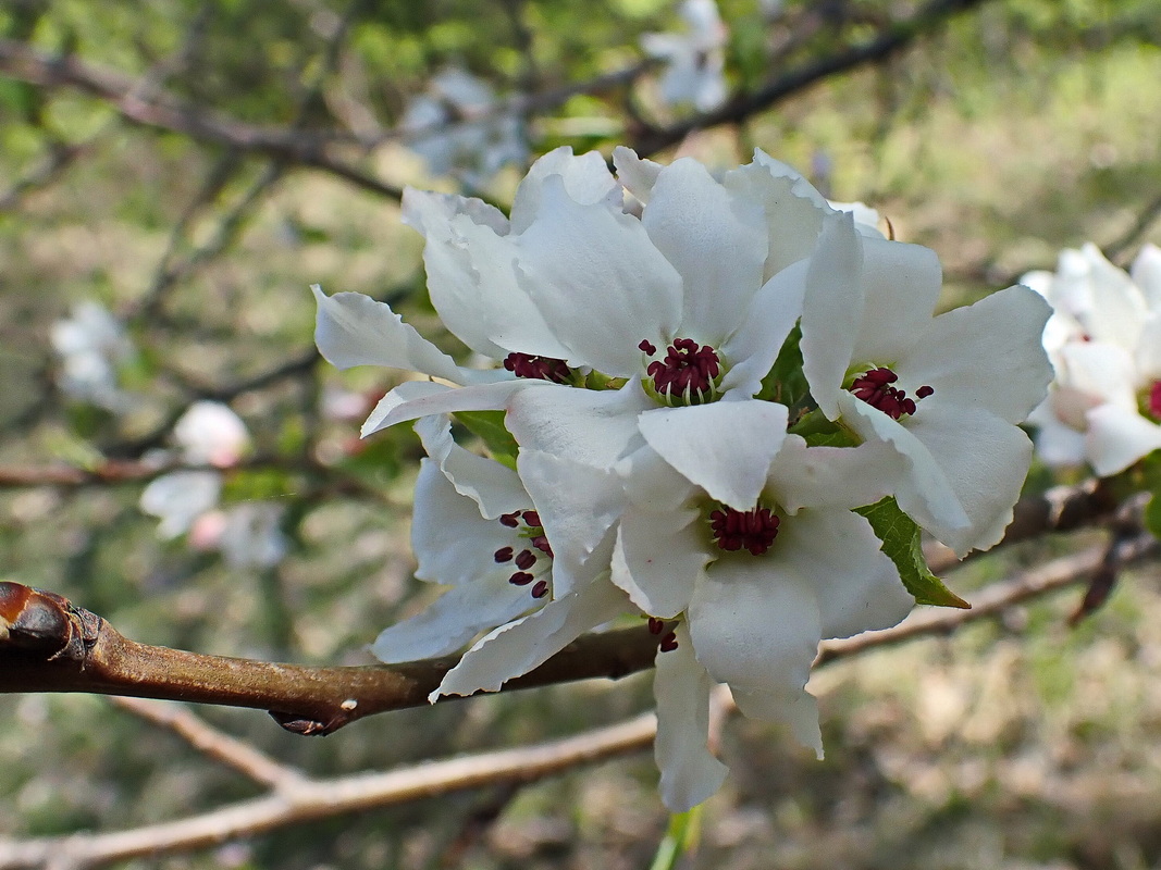Изображение особи Pyrus ussuriensis.