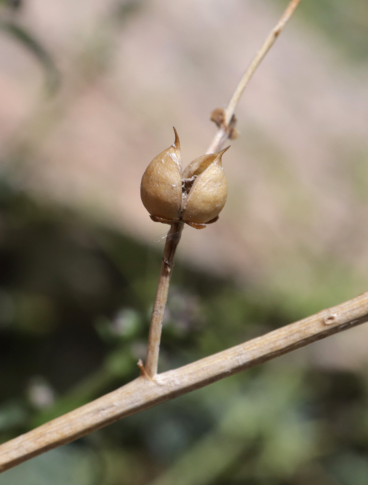 Image of Scrophularia incisa specimen.