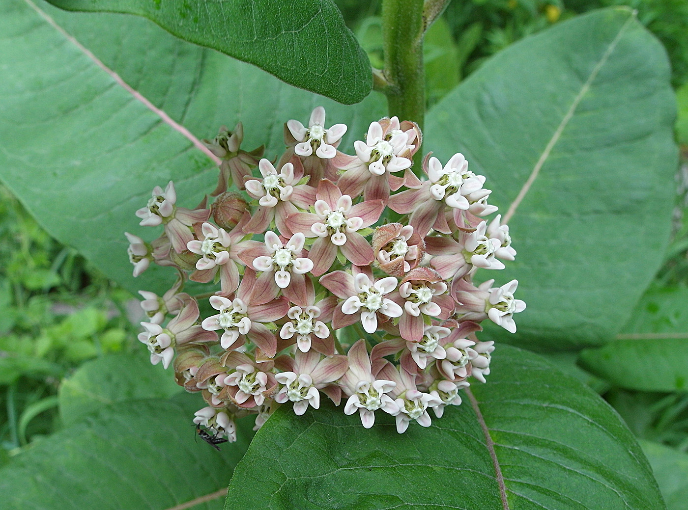 Изображение особи Asclepias syriaca.