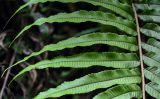 Thelypteris truncata