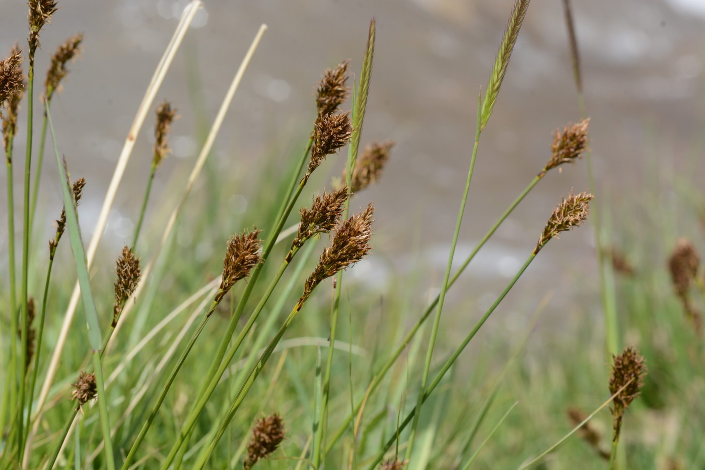 Изображение особи Kobresia stenocarpa.