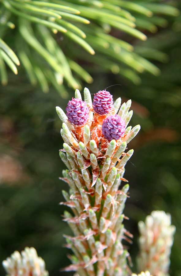 Image of Pinus mugo specimen.