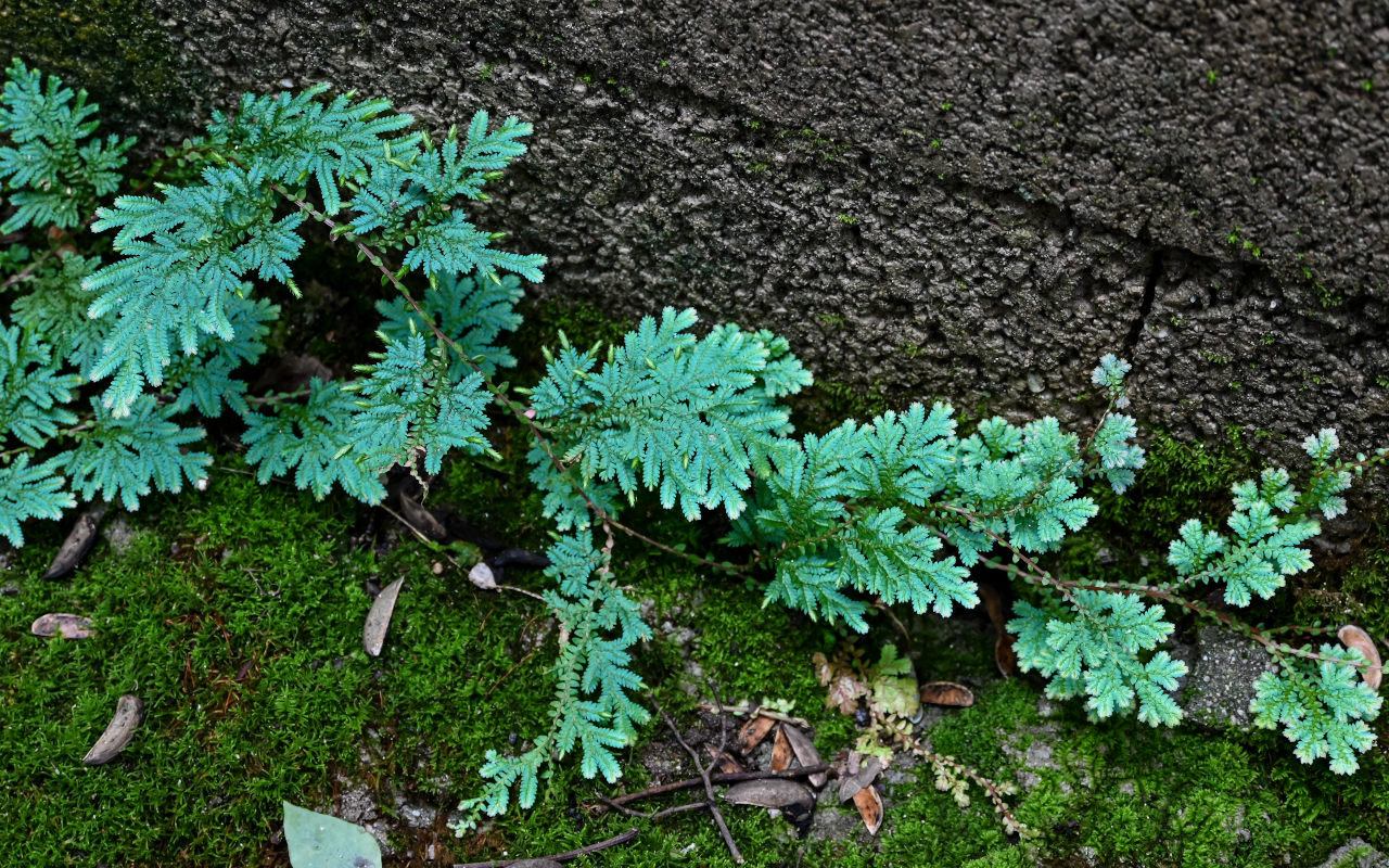 Image of Selaginella willdenowii specimen.
