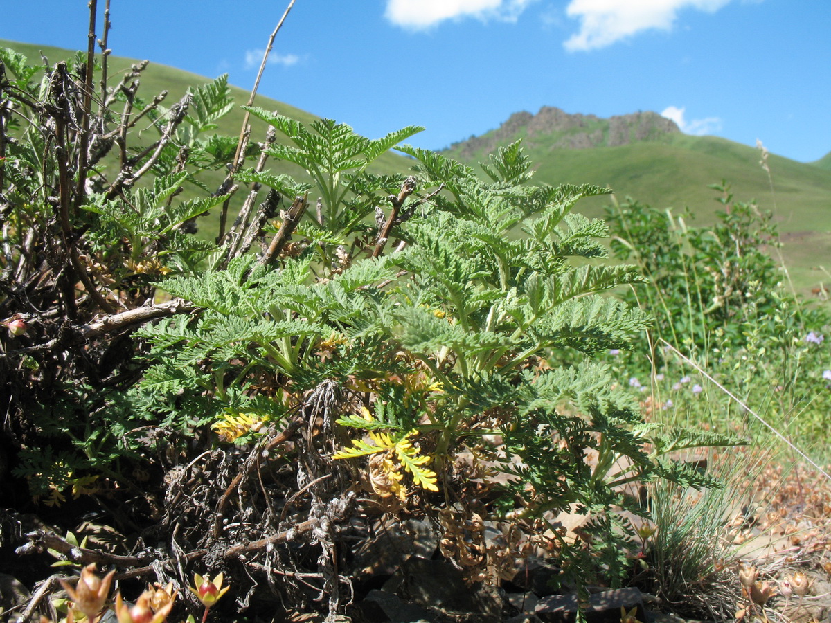 Image of Artemisia stechmanniana specimen.