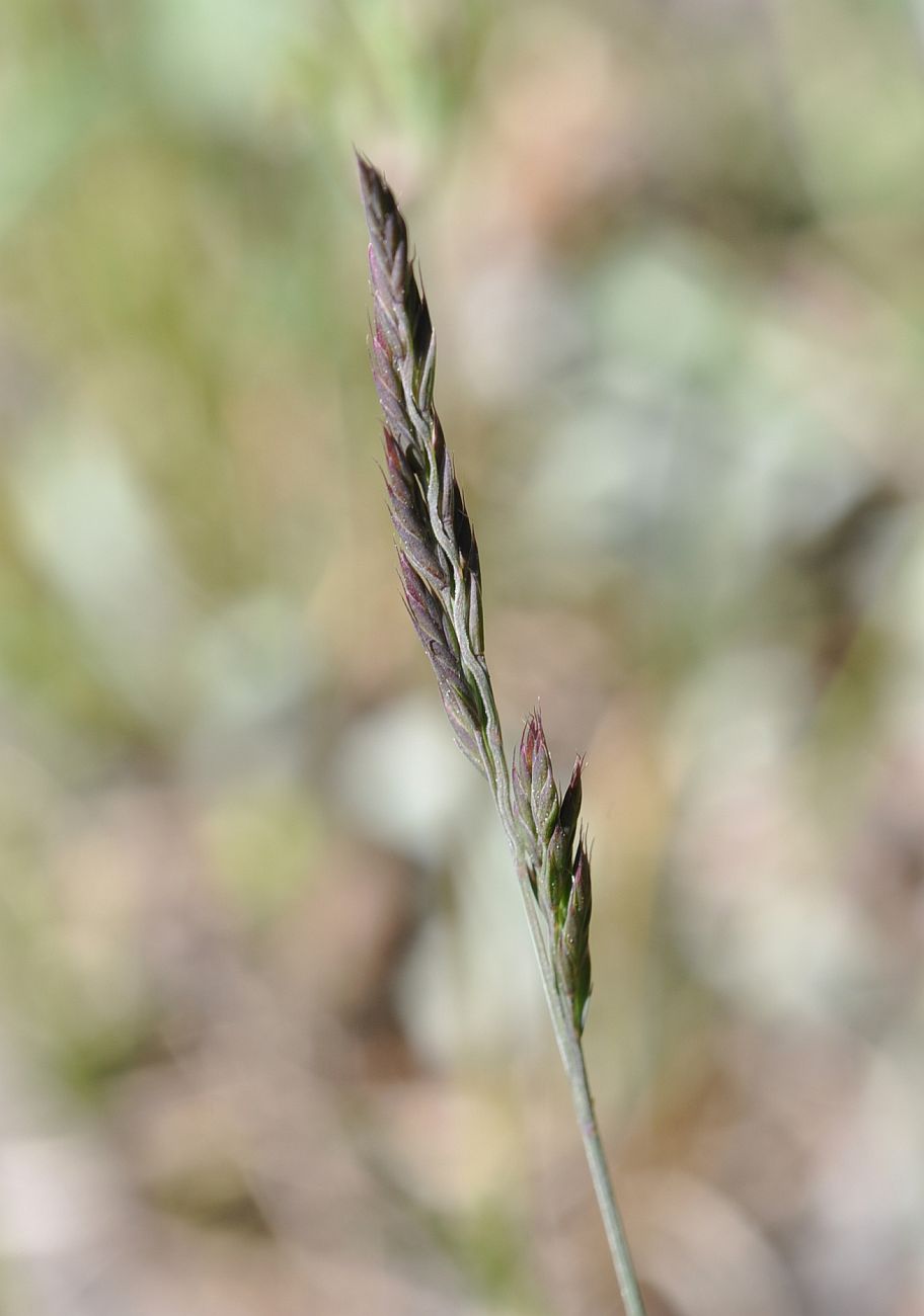 Image of genus Festuca specimen.