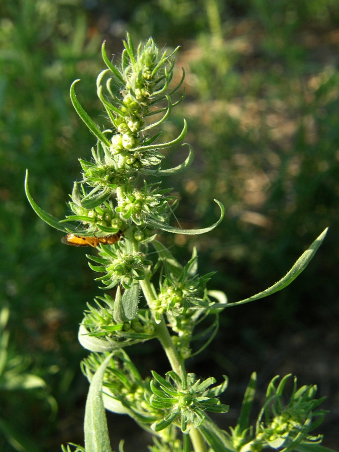 Image of Bassia scoparia specimen.
