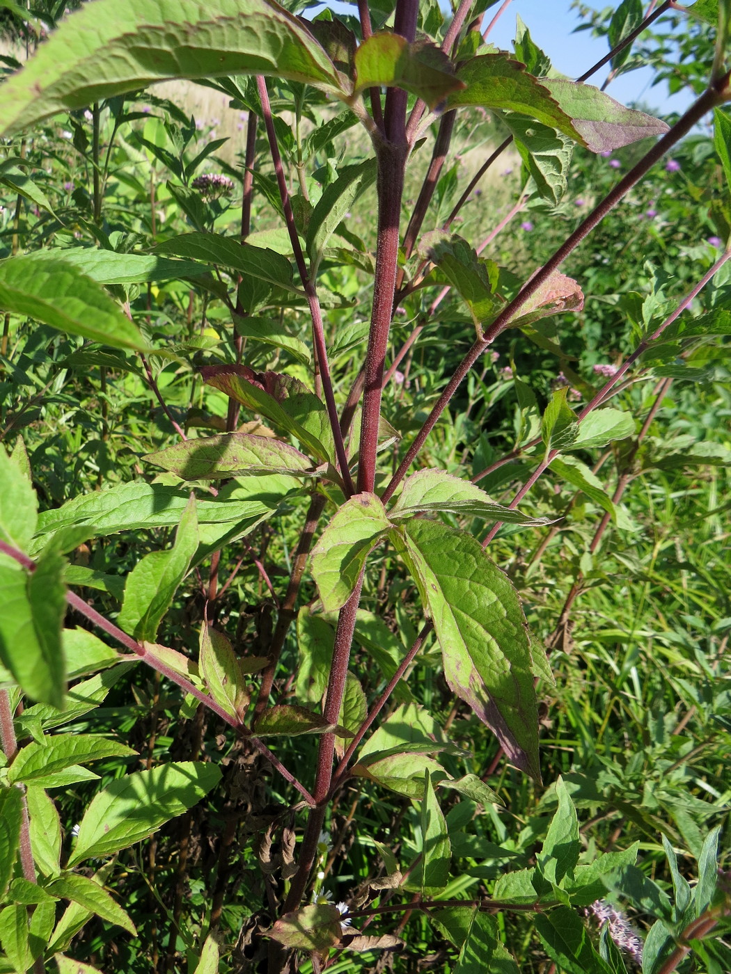 Image of Eupatorium cannabinum specimen.