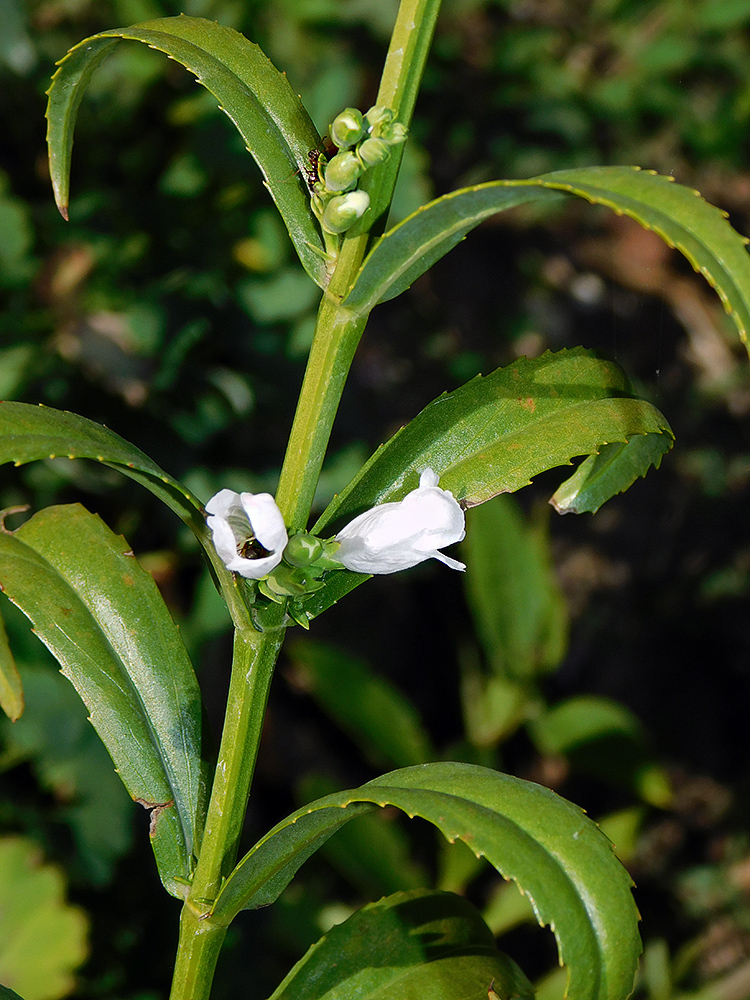 Image of Physostegia virginiana specimen.