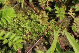 Sagina procumbens