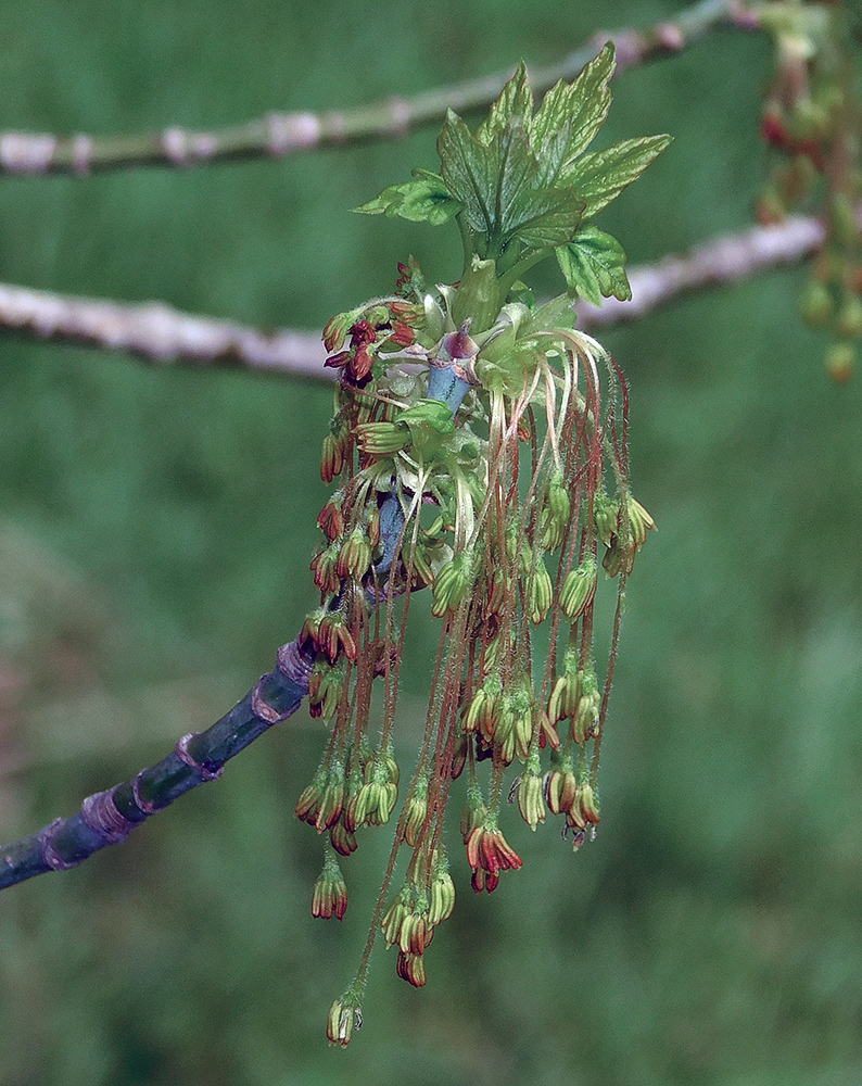 Image of Acer negundo specimen.