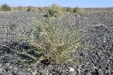 Arthrophytum balchaschense