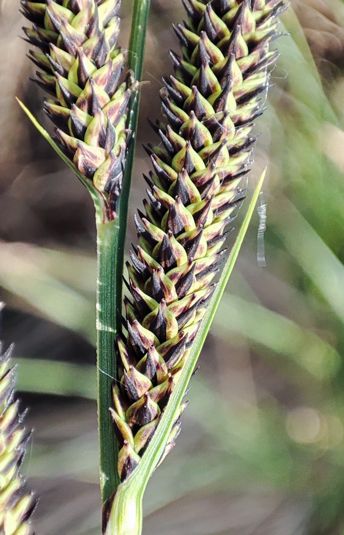 Image of Carex omskiana specimen.