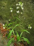 Arabidopsis arenosa