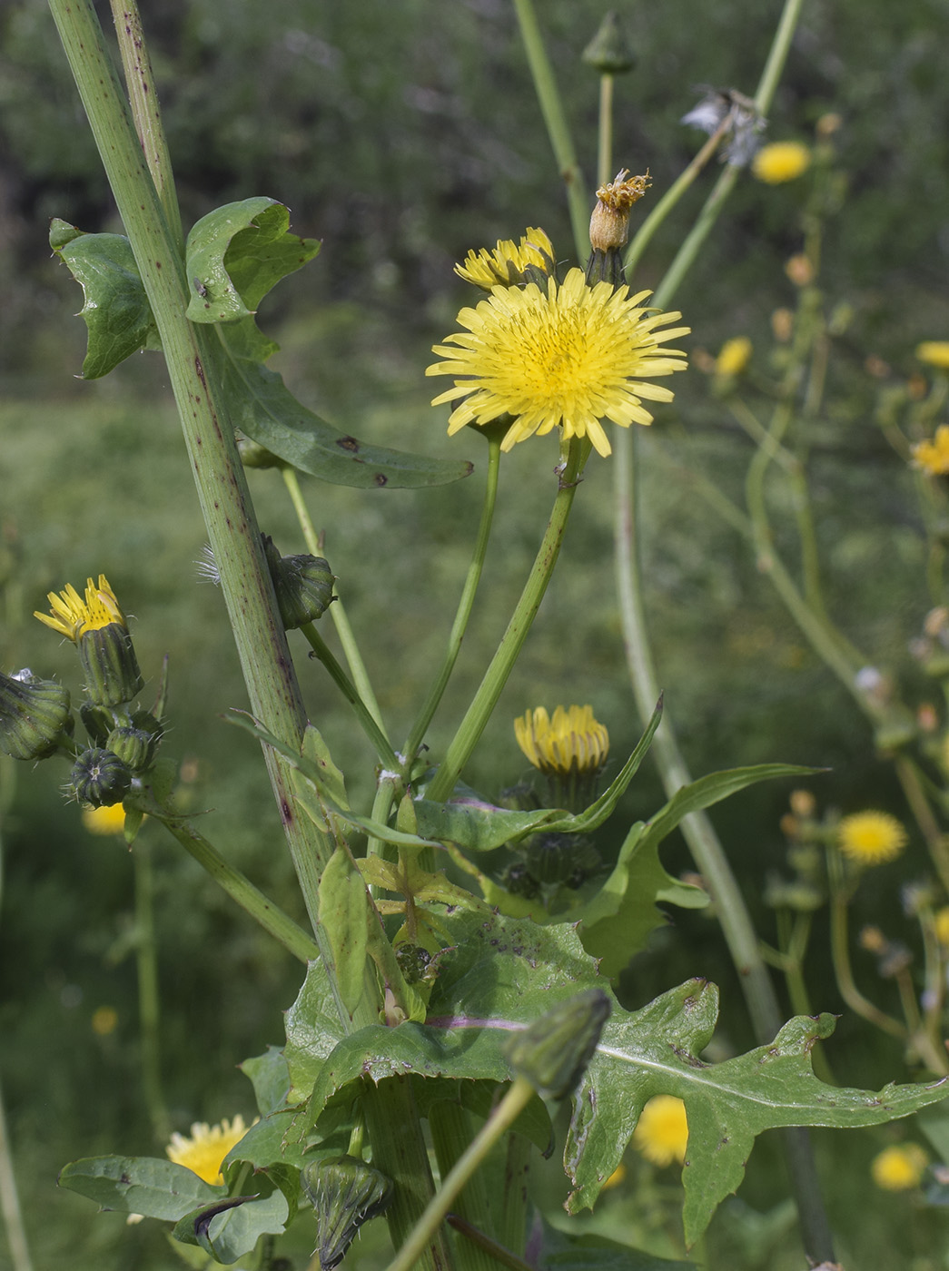Image of Sonchus oleraceus specimen.