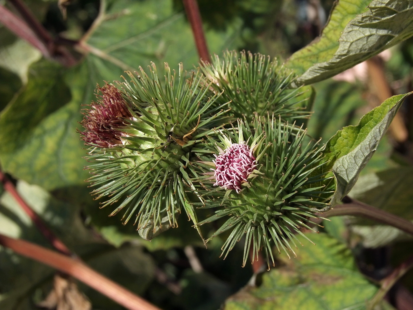 Изображение особи Arctium lappa.