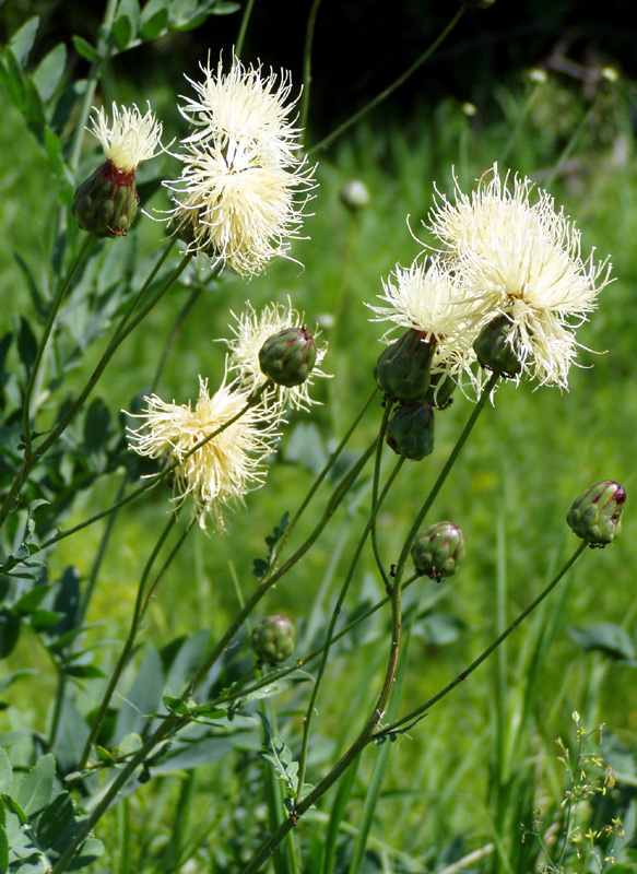 Image of Rhaponticoides ruthenica specimen.