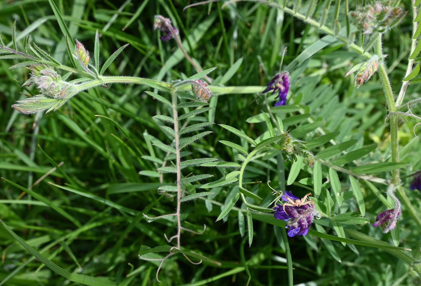Image of Vicia villosa specimen.
