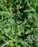 Carduus arabicus
