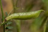 Vicia grandiflora. Созревающий плод. Ростовская обл., Усть-Донецкий р-н, окр. станицы Раздорская, пойменный лес. 26.05.2025.