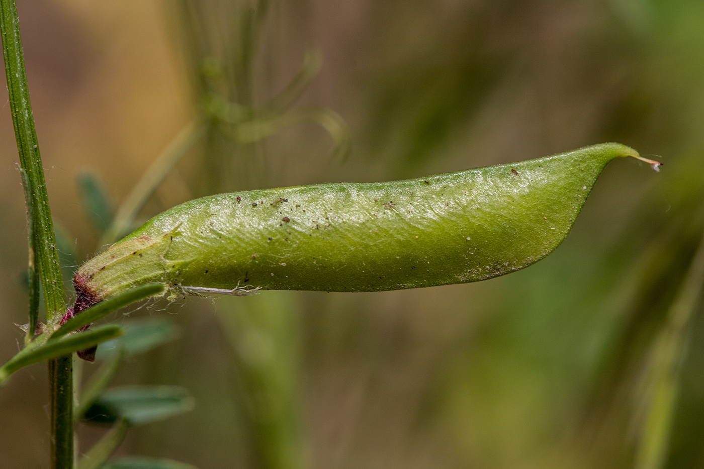 Image of Vicia grandiflora specimen.