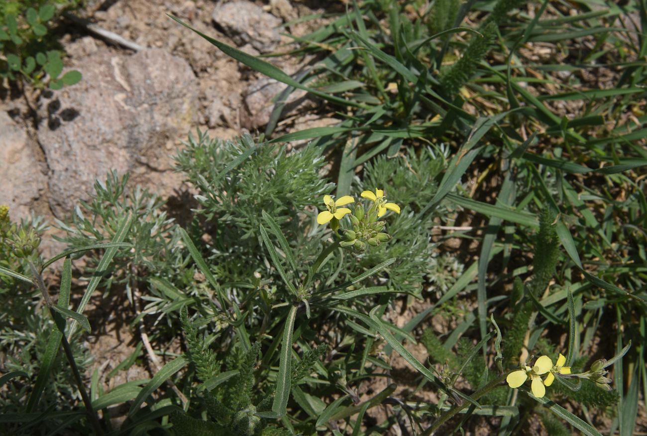 Image of Erysimum substrigosum specimen.