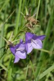 Campanula persicifolia