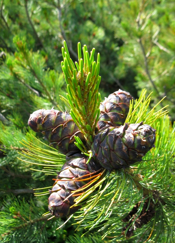 Image of Pinus pumila specimen.