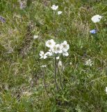 Anemonastrum crinitum