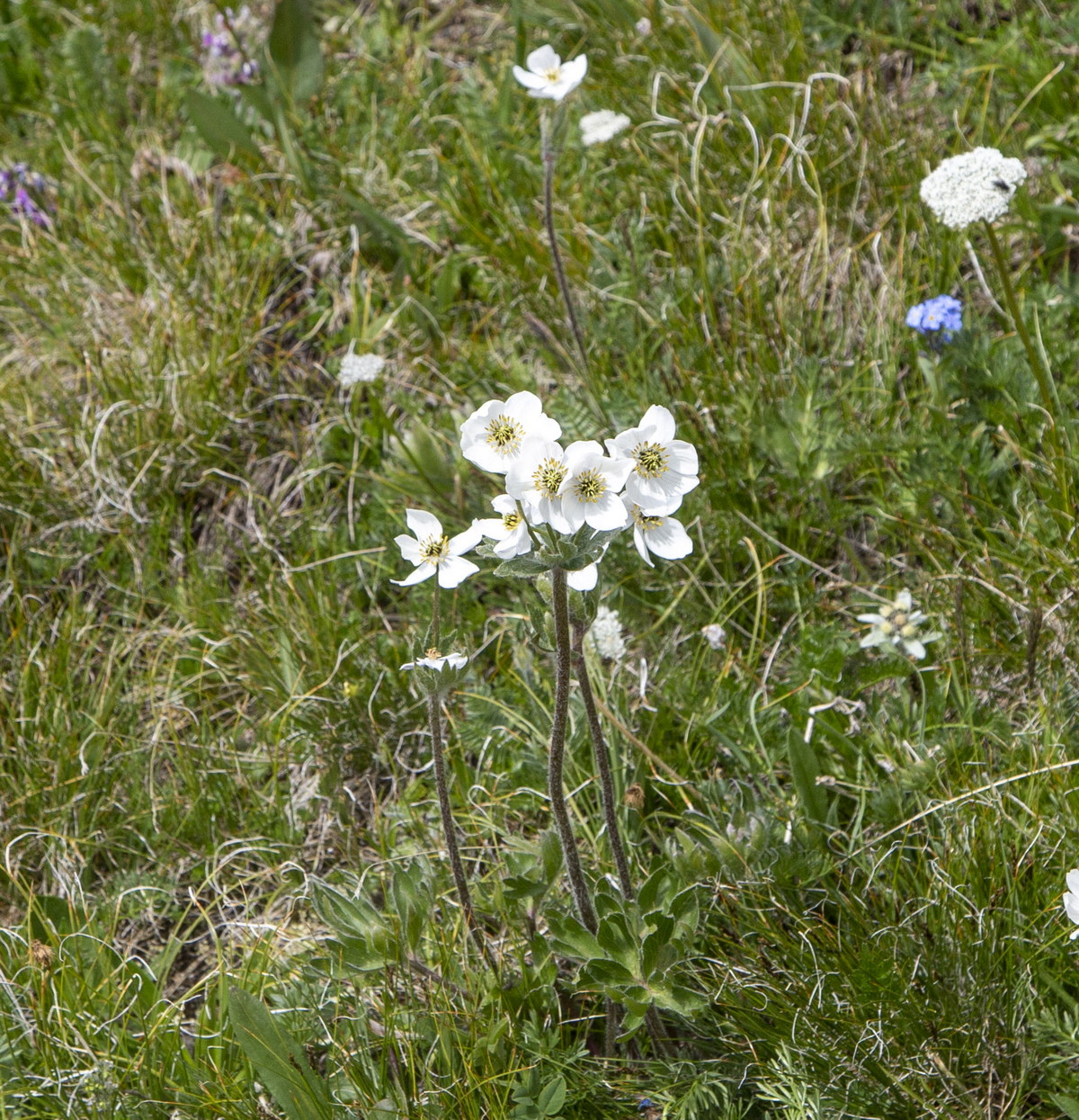 Image of Anemonastrum crinitum specimen.