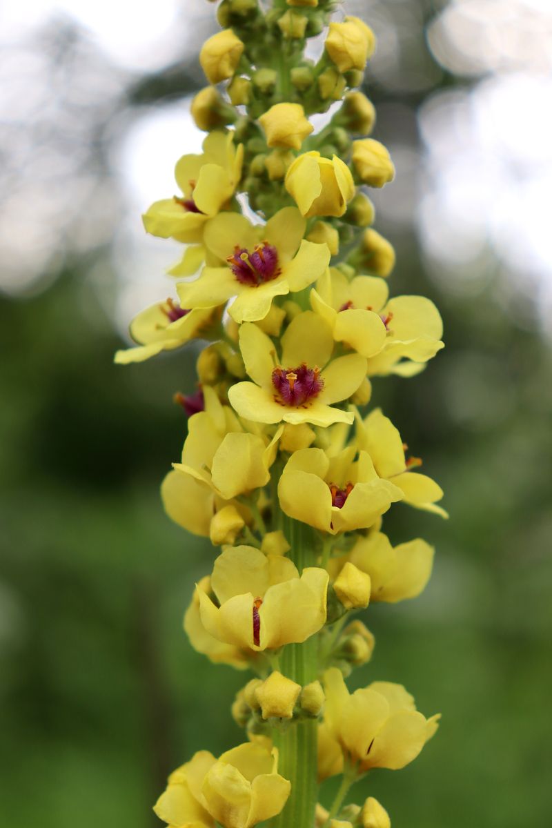 Image of Verbascum nigrum specimen.