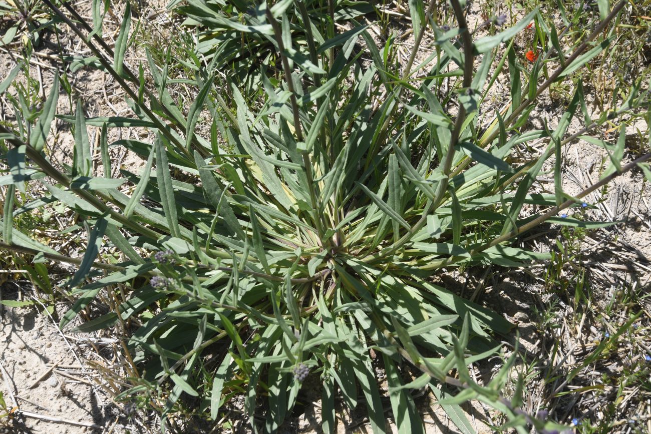 Изображение особи род Anchusa.