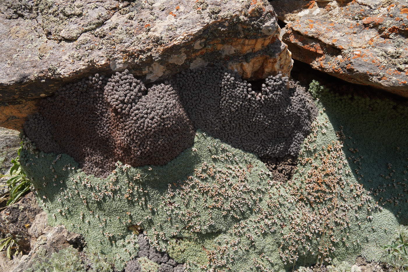 Image of Acantholimon diapensioides specimen.