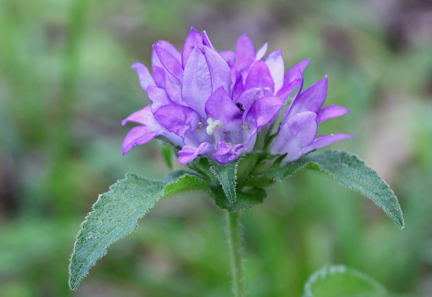 Image of Campanula trautvetteri specimen.