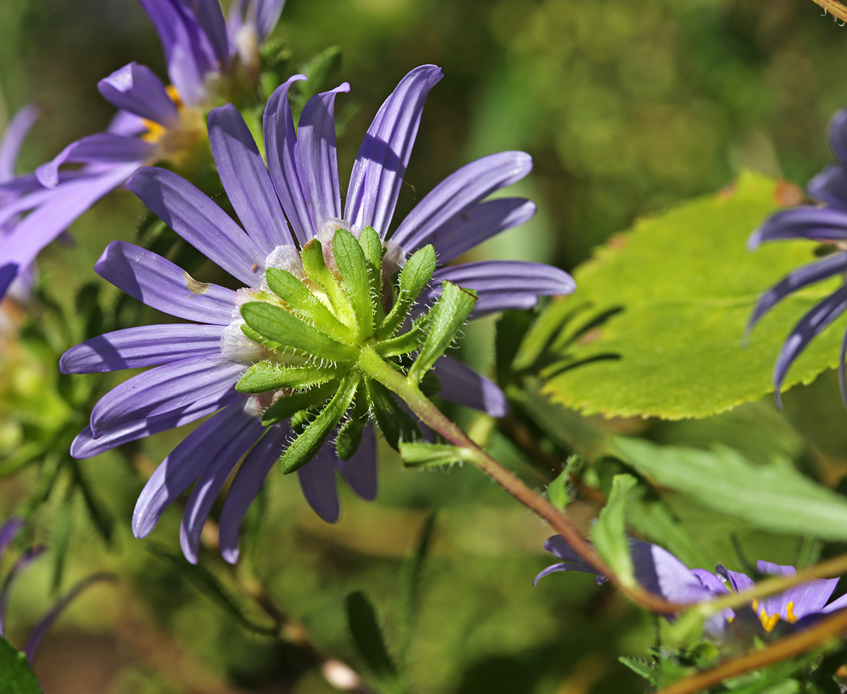 Изображение особи Callistephus chinensis.