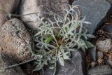 Knautia arvensis