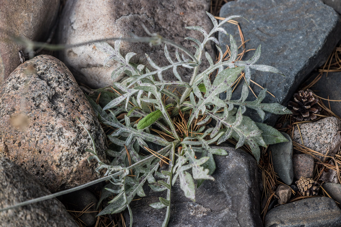 Изображение особи Knautia arvensis.