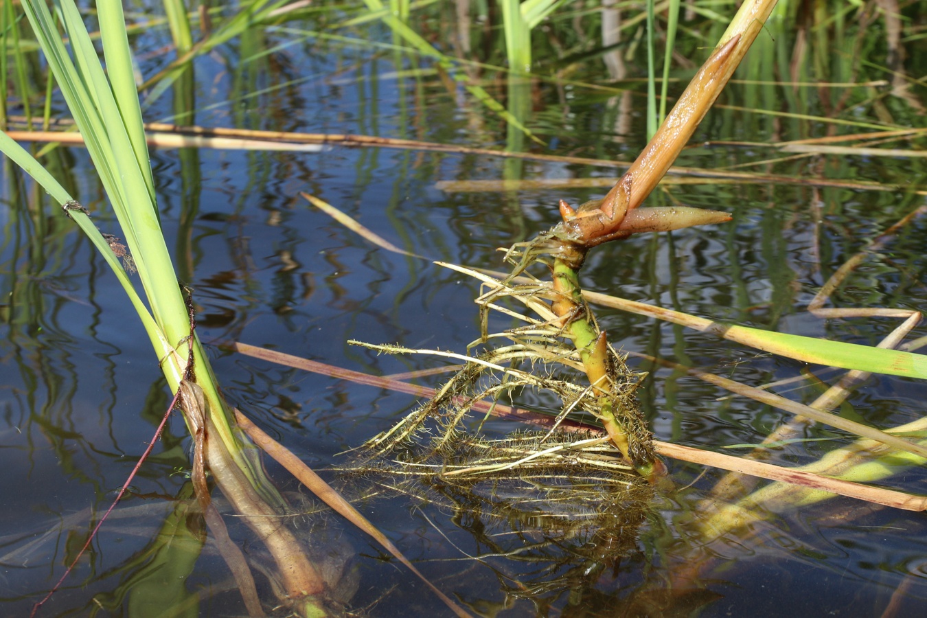 Image of Typha &times; glauca specimen.