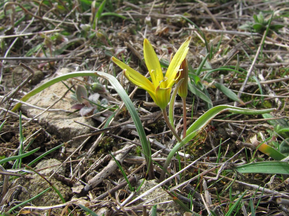 Image of Gagea artemczukii specimen.