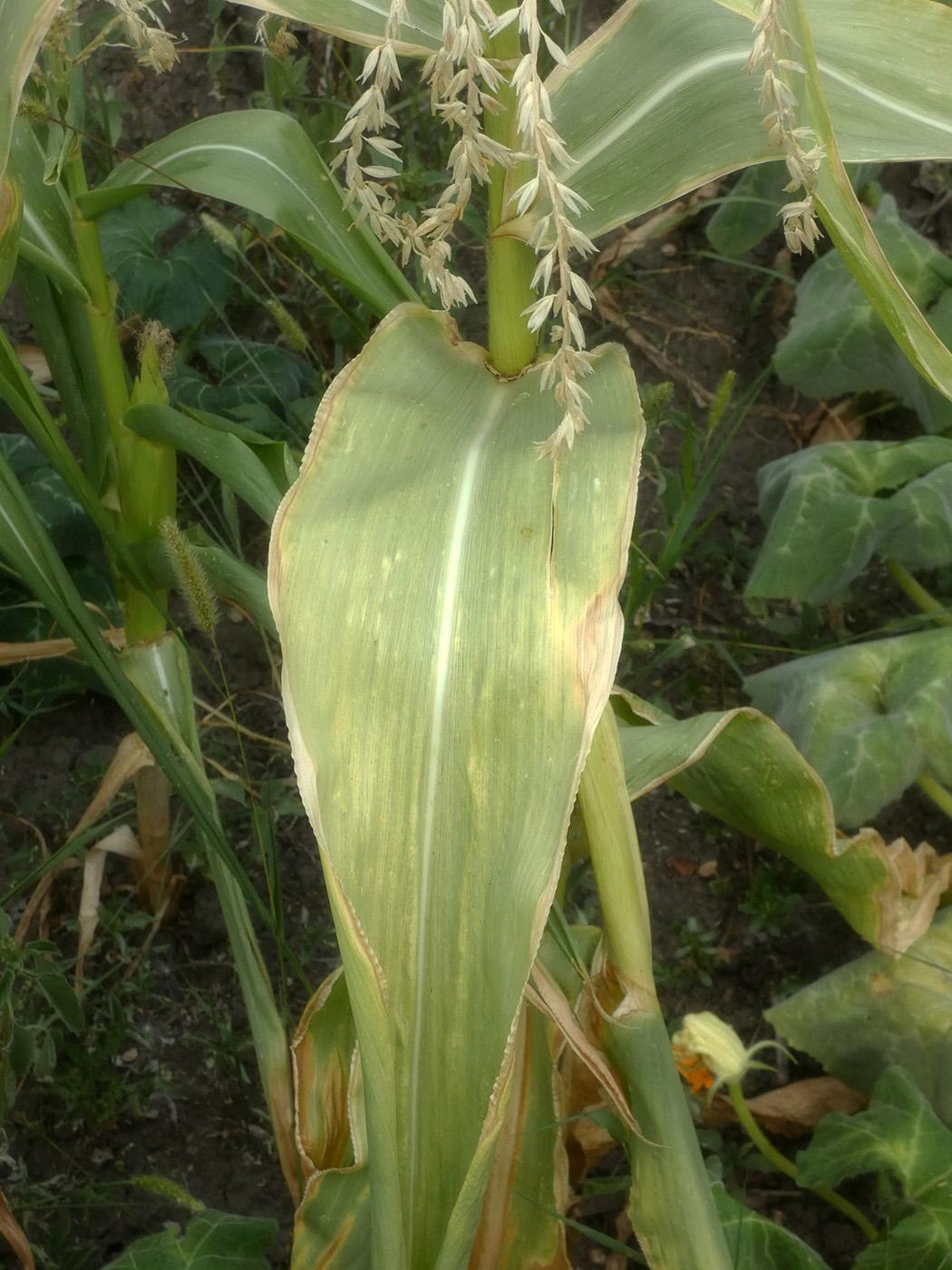 Изображение особи Zea mays.