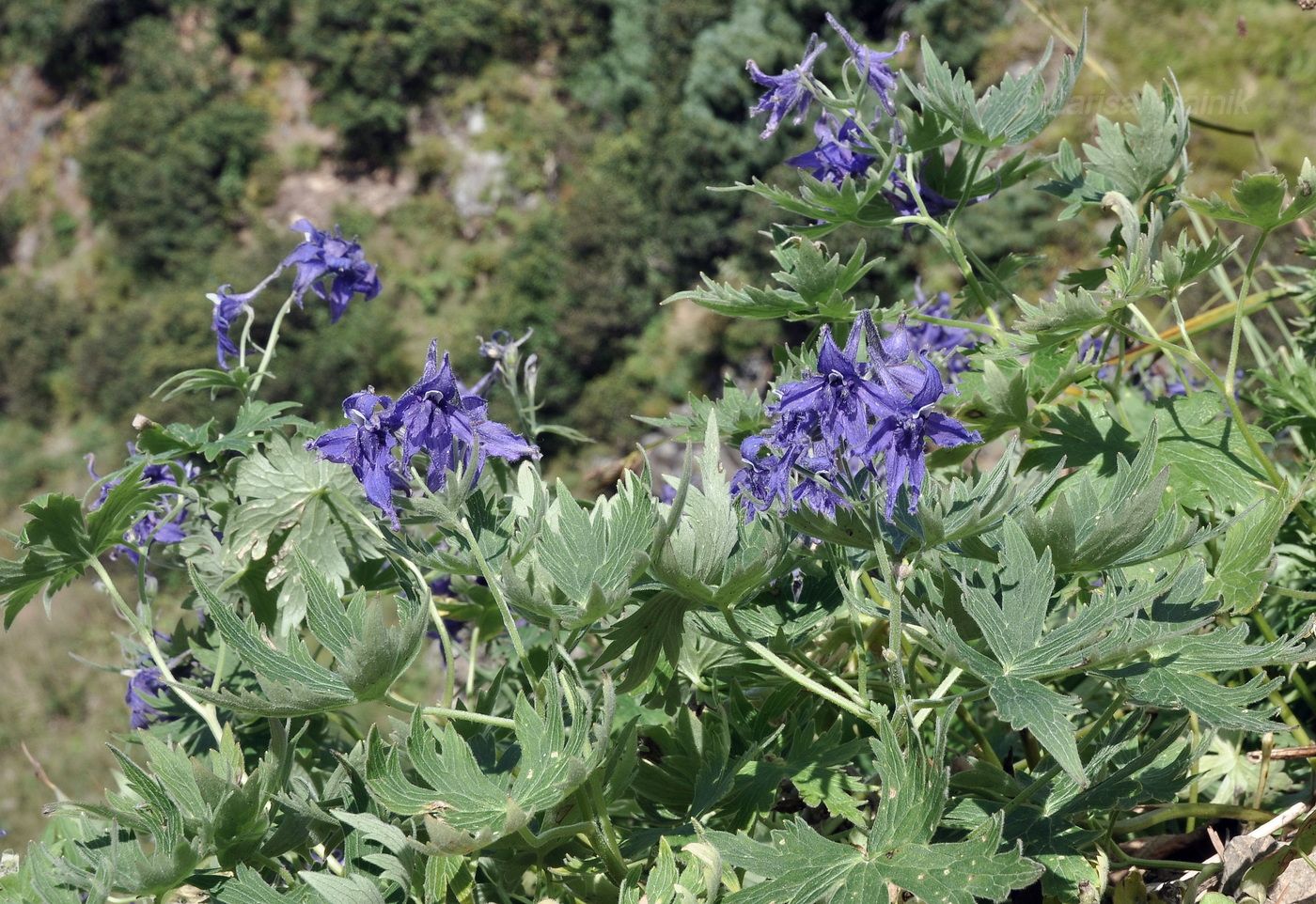 Изображение особи Delphinium brachycentrum.