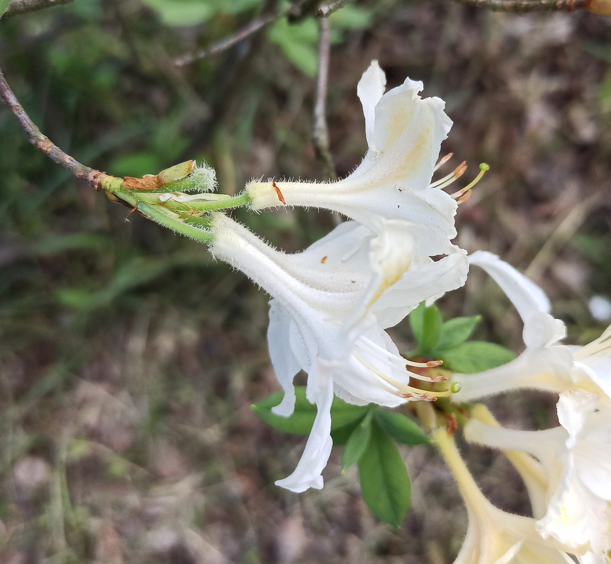 Image of genus Rhododendron specimen.
