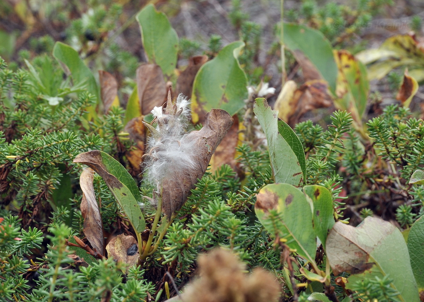 Image of Salix arctica specimen.