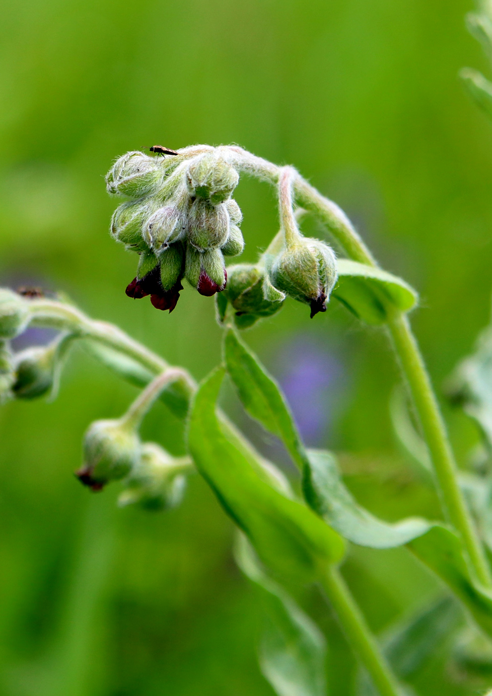 Image of Cynoglossum officinale specimen.