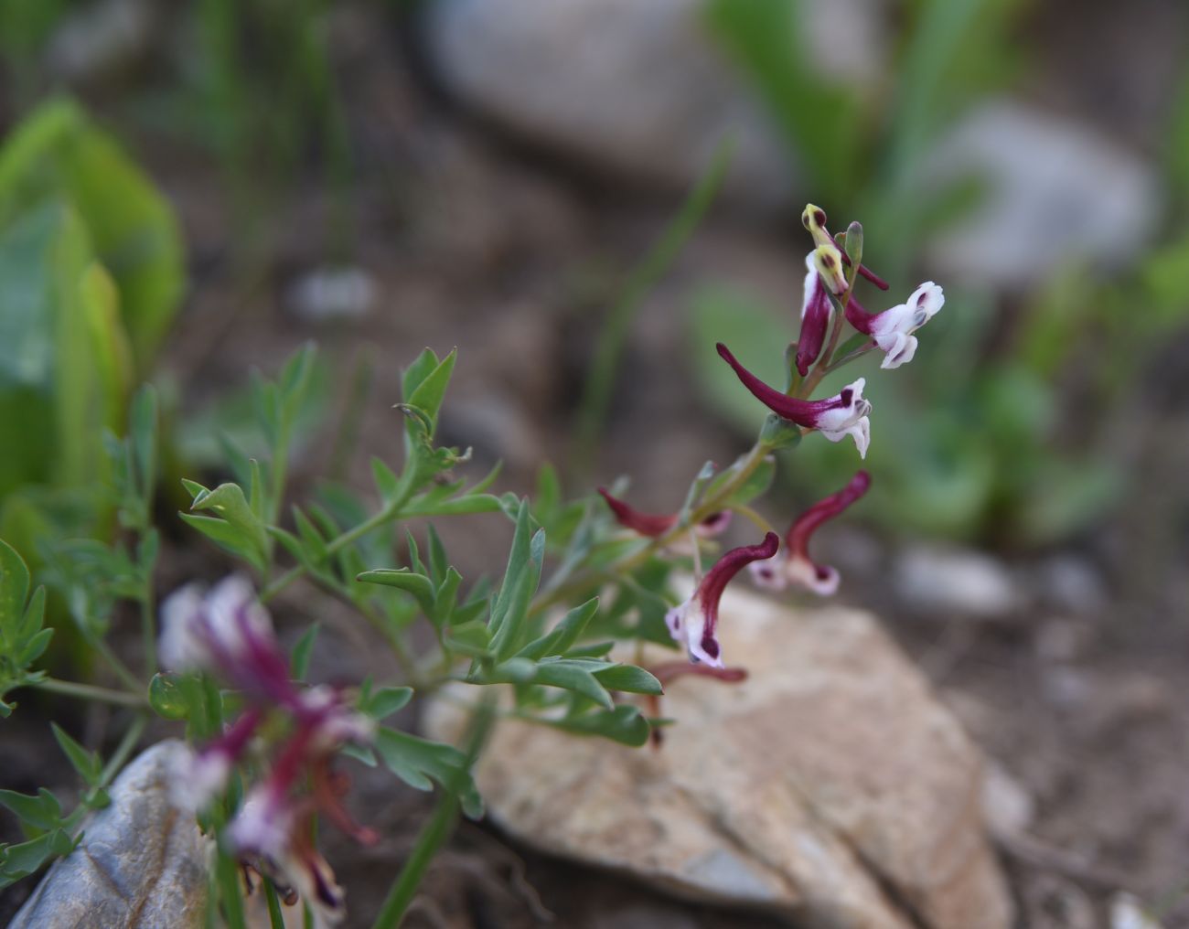 Image of genus Corydalis specimen.