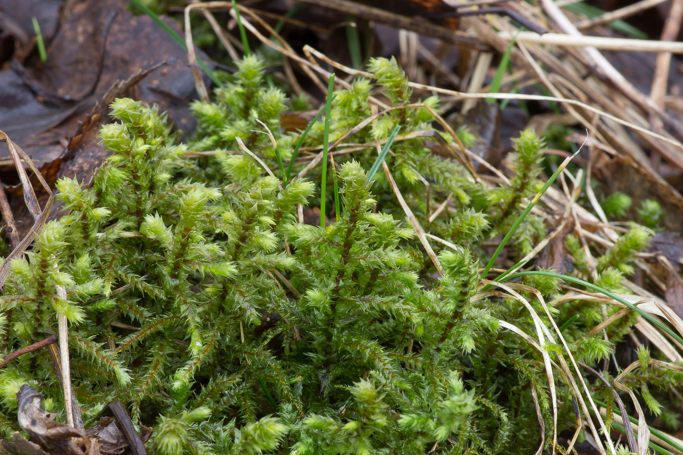 Изображение особи Rhytidiadelphus triquetrus.