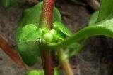 Theligonum cynocrambe. Плоды. Южный Берег Крыма, окр. пгт Гурзуф, ур. Мёртвая долина. 19 апреля 2011 г.