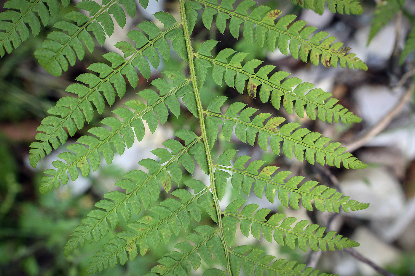 Изображение особи Polystichum setiferum.