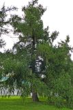 Larix decidua. Взрослое дерево. Москва, парк \"Коломенское\", в культуре. 18.07.2024.