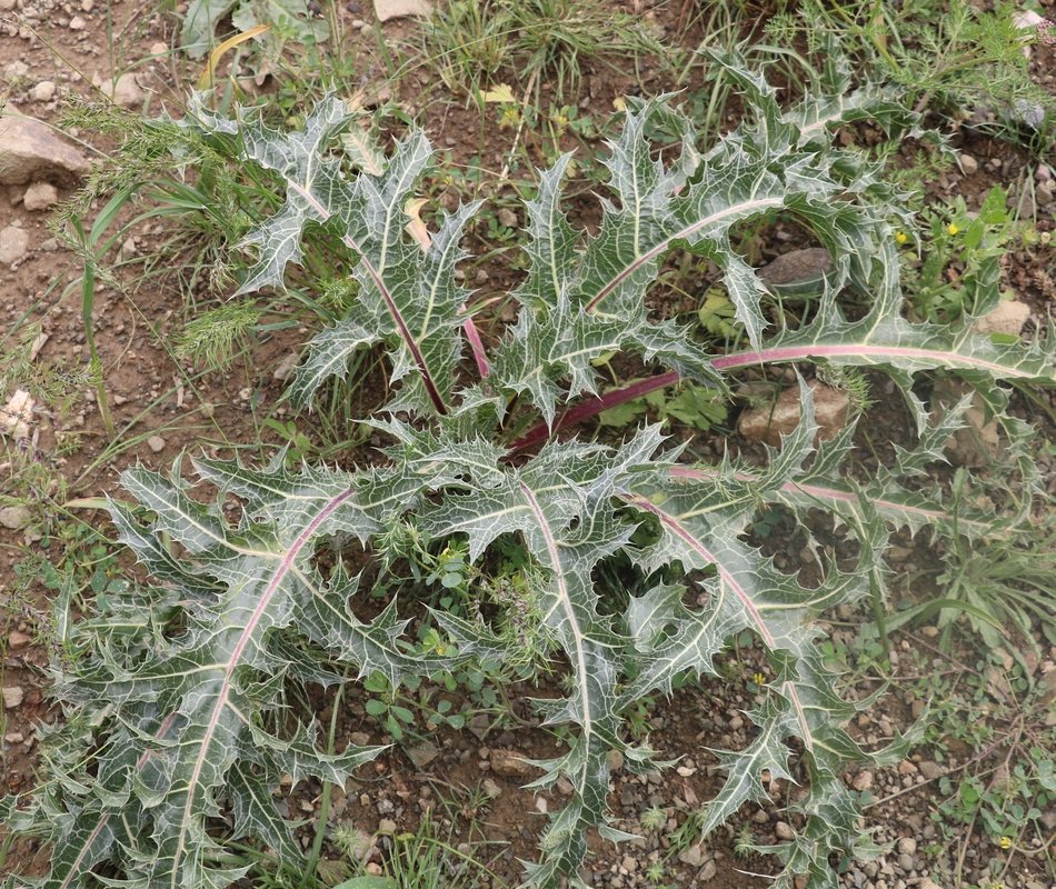 Изображение особи Gundelia aragatsi.